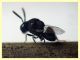 Euperilampus mediterraneus - 23.9.2025 circa 2,4 mm. - (163).JPG