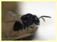 Euperilampus mediterraneus - 23.9.2025 circa 2,4 mm. - (115).JPG
