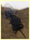 Euperilampus mediterraneus - 23.9.2025 circa 2,4 mm. - (149).JPG