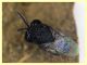 Euperilampus mediterraneus - 23.9.2025 circa 2,4 mm. - (185).JPG