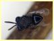Euperilampus mediterraneus - 23.9.2025 circa 2,4 mm. - (460).JPG