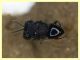 Euperilampus mediterraneus - 23.9.2025 circa 2,4 mm. - (234).JPG