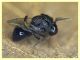 Euperilampus mediterraneus - 23.9.2025 circa 2,4 mm. - (339).JPG