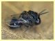 Euperilampus mediterraneus - 23.9.2025 circa 2,4 mm. - (340).JPG