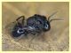 Euperilampus mediterraneus - 23.9.2025 circa 2,4 mm. - (341).JPG