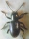 P. corinthius0001 A.JPG