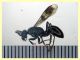 Dipogon variegatus femmina circa 6 mm. -.JPG