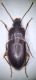 Pterostichus josephi.jpg