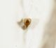 Luperus cf. viridipennis e2.jpg
