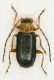 Luperus cf. viridipennis.jpg