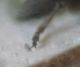 Pachnephorus sp0005 A.JPG
