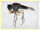 prob. Brachydeutera sp. - (13).JPG