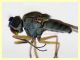 prob. Brachydeutera sp. - (14).JPG