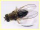 prob. Brachydeutera sp. - (15).JPG