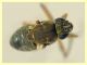 prob. Brachydeutera sp. - (8).JPG