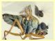 prob. Brachydeutera sp. - (11).JPG