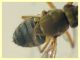 prob. Brachydeutera sp. - (9).JPG