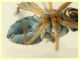 prob. Brachydeutera sp. - (10).JPG