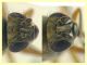 prob. Brachydeutera sp. - (12).JPG
