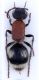 Mutillidae4WB2.jpg