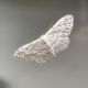 Idaea seriata-1.jpg