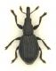 Aizobius sedi (Germar, 1818).jpg