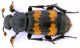 Nicrophorus-Zerene.jpg