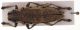 Saperda carcharias 001_2.jpg