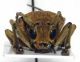 Saperda carcharias 003.jpg