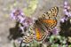 DSC_9220.jpg