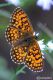 DSC_0966.jpg