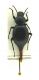 Tentyria grossa.jpg