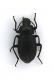 Probaticus ebeninus.jpg