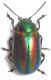 Chrysomelidae_002_01.jpg