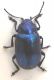 Chrysomelidae_001_02.jpg