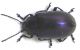 Chrysomelidae_003_01.jpg