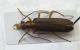 oedemerid 2.jpg