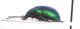 Chrysomelidae_004_03.jpg