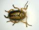 Cryptocephalus01 monteveglio.JPG