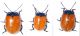 Chrysomelidae_005_00.jpg