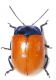 Chrysomelidae_005_01_d.jpg