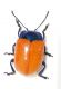 Chrysomelidae_005_02_d.jpg
