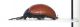 Chrysomelidae_005_03_l.jpg