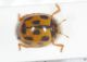 Coccinellidae dett2.JPG