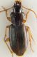 Carabidae St.Zagora.jpg