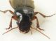 carabid 2.jpg