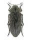 buprestidae.JPG