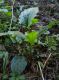 alexaandru_p1210975_20100827123847_small.jpg