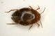 Ditiscide 1a  2.3mm.JPG