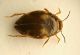 Ditiscide 1b  2.3mm.JPG